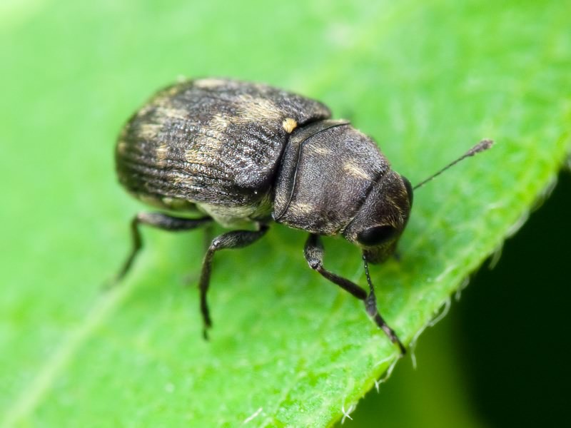 Rhaphitropis marchica (Herbst, 1797)